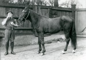 Stallone arabo Dwarka con Pony Moore, un conducente di carrozze, zoo di Londra, 1921 da Frederick William Bond